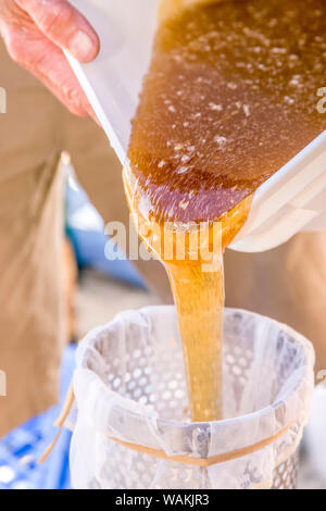 Man pouring honey à partir d'un grand seau de qualité alimentaire dans un tamis en acier inoxydable le miel. (MR) Banque D'Images