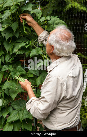 Issaquah, Washington State, USA. Homme âgé pôle Malibu récolte haricots verts du jardin. (MR, communication) Banque D'Images
