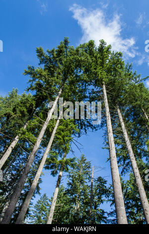 Squak Mountain State Park, Issaquah, Washington State, USA. Sapins de Douglas, également connu sous le sapin de Douglas et pin d'Orégon. Banque D'Images