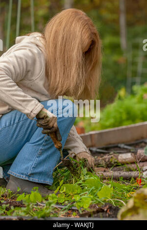 Issaquah, Washington State, USA. Femme arracher les mauvaises herbes et plantes indésirables à Mirrormont Patch Pois Jardin. (MR, communication) Banque D'Images