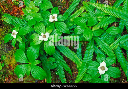 Le cornouiller du Canada (Cornus canadensis) et polystics, Quinault Rain Forest, Olympic National Park, Washington State, USA. Banque D'Images