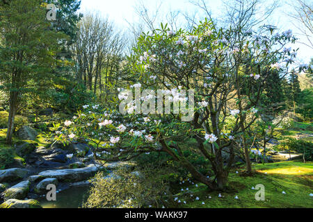 Fleurs de printemps dans le jardin japonais, Seattle, Washington State, USA Banque D'Images