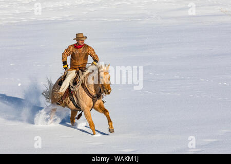 Cheval de cow-boy dur sur Hideout Ranch, Shell, Wyoming. Circonscription de cow-boy sur son cheval. (MR) Banque D'Images