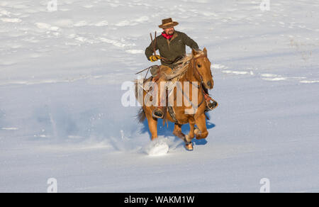 Cheval de cow-boy dur sur Hideout Ranch, Shell, Wyoming. Circonscription de cow-boy sur son cheval. (MR) Banque D'Images