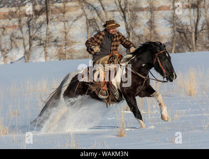 Cheval de cow-boy dur sur Hideout Ranch, Shell, Wyoming. Circonscription de cow-boy sur son cheval. (MR) Banque D'Images