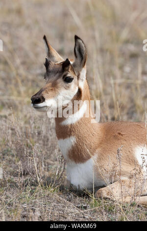 USA, Wyoming, Yellowstone National Park, l'antilope d'Amérique (Antilocapra americana). Les jeunes l'antilocapre repose dans l'armoise. Banque D'Images