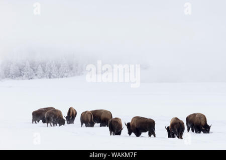 USA, Wyoming, Yellowstone National Park. Le bison d'Amérique (Bos bison) pour l'herbe près du Geyser Basin. Banque D'Images
