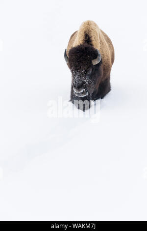 USA, Wyoming, Yellowstone National Park. Le bison d'Amérique (Bos bison) bull ploughing dans la neige épaisse. Banque D'Images