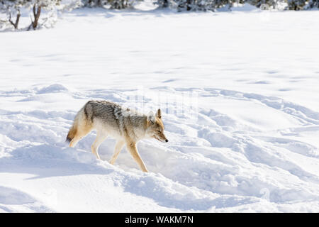 USA, Wyoming, Yellowstone National Park. Un coyote (Canis latrans) passant dans le bison empreintes dans la neige. Banque D'Images