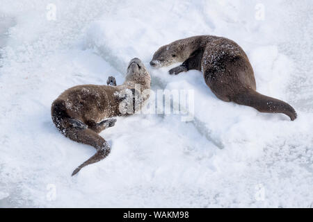 USA, Wyoming, Yellowstone National Park. Une loutre du matériel roulant dans la neige alors qu'un autre à la recherche sur. Banque D'Images