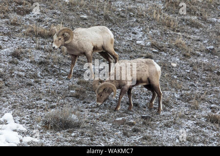 USA, Wyoming, Yellowstone National Park. Deux mouflons pâturage sur des parcelles d'herbe. Banque D'Images