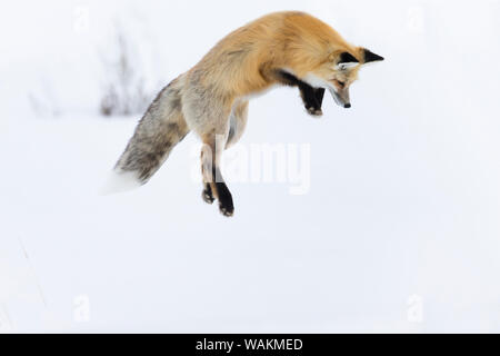 Usa, Wyoming, Yellowstone National Park. Red Fox sautant à percer la neige pour obtenir un rongeur. Banque D'Images