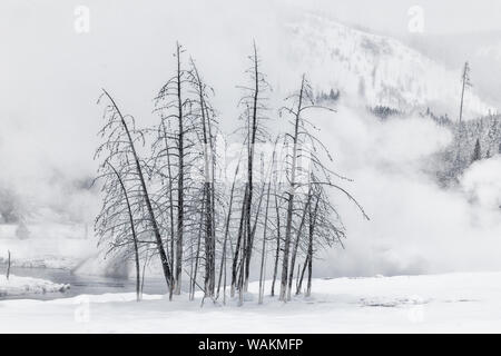 Usa, Wyoming, Yellowstone National Park, Upper Geyser Basin. Arbres morts sur pied sans ambages dans la neige à côté de la rivière Firehole. Banque D'Images