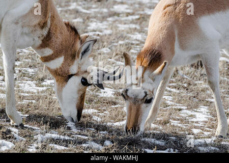 Usa, Wyoming, Yellowstone National Park. Le pâturage, l'antilope mâle à côté d'une femelle. Banque D'Images