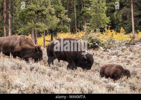 Le Parc National de Yellowstone, Wyoming, USA. Balades en famille Bison Lamar Valley. Banque D'Images