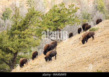 Le Parc National de Yellowstone, Wyoming, USA. Le pâturage des troupeaux de bisons sur une pente de colline au-dessus de Pebble Creek, Lamar Valley. Banque D'Images