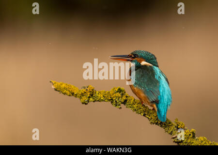 Kingfisher femelle sur des rameaux moussus Banque D'Images