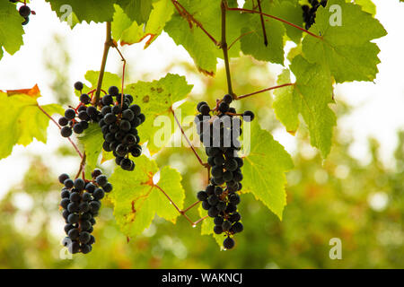 Les raisins noirs mûrs sur une branche dans le jardin pendant la chasse d'automne Banque D'Images