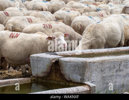 Moutons européennes, méditerranéennes, troupeau, l'un regardant la caméra. La production de viande et de lait, l'agriculture rurale. L'Italie. Banque D'Images