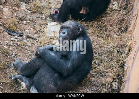 Assis à la recherche des chimpanzés looking at camera Banque D'Images