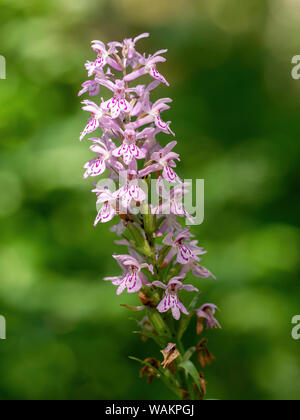 Dactylorhiza majalis aka marsh orchid dans une prairie d'été en Italie, avec les coupelles de semences se former. Banque D'Images