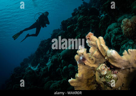 Plongeur explore les coraux sur le récif à Bonaire, Antilles néerlandaises Banque D'Images