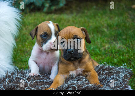 Deux chiots d'un chien boxer sur une couverture Banque D'Images