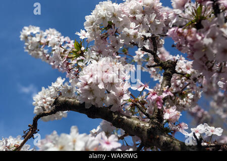 Kurile Cherry 'brillant', Prunus nipponica var. Kurilensis White Blossoms branches Banque D'Images