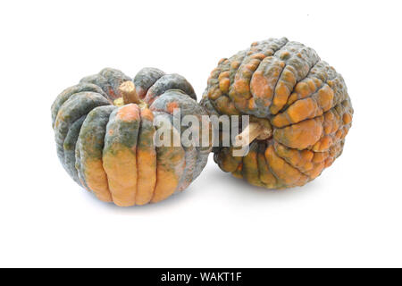 Courge Futsu Black Isolated On White Banque D'Images