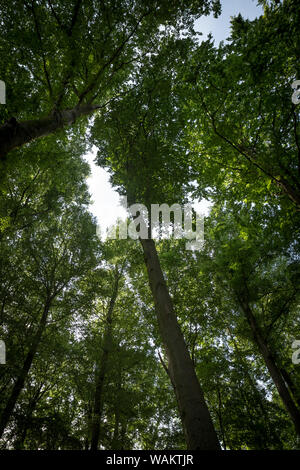 Grâce à la cime des arbres dans le bois à Sky Banque D'Images