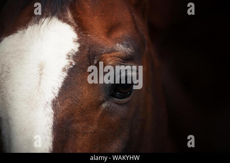 Portrait d'un cheval de la baie avec un point blanc sur son front et une crinière sombre sur fond sombre Banque D'Images