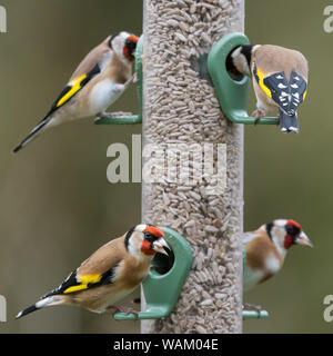 Quatre chardonneret (Carduelis carduelis) sur les graines de tournesol d'alimentation. UK, Décembre Banque D'Images
