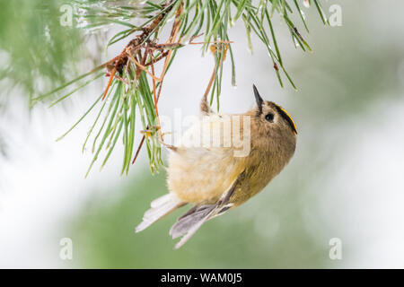 Vue latérale d'goldcrest (Regulus regulus) Tenture des aiguilles de pin. Pays de Galles, Royaume-Uni. Décembre Banque D'Images