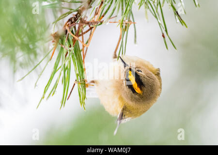 Or distinctif sur bande de tête Goldcrest (Regulus regulus) Tenture des aiguilles de pin. Pays de Galles, Royaume-Uni. Décembre Banque D'Images