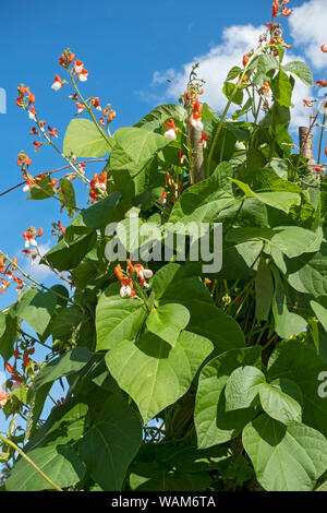 Escalade coureur haricots plante plantes peint variété de dame poussant dans le potager terrain en été Angleterre Royaume-Uni Royaume-Uni Grande-Bretagne Banque D'Images