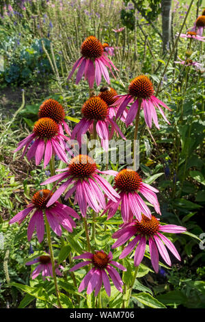 Gros plan de fleurs d'échinacée rose (coneflewer) fleurir dans le jardin d'été Angleterre Royaume-Uni Grande-Bretagne Banque D'Images