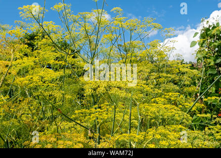 Gros plan de fleurs de fenouil jaune fleur floraison (foenicule vulgare) en été Angleterre Royaume-Uni Grande-Bretagne Banque D'Images