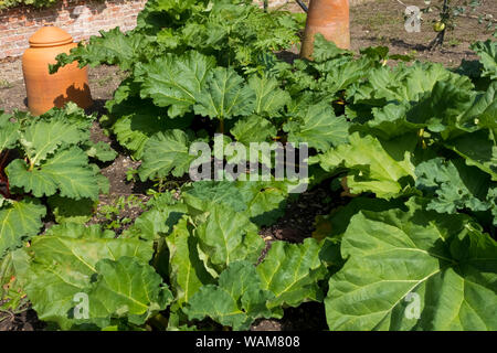 Gros plan des plantes de rhubarbe et des pots de cloche en argile pour forcer le rhubarbe précoce à croître sur un terrain terrain de jardin Angleterre Royaume-Uni Grande-Bretagne Banque D'Images