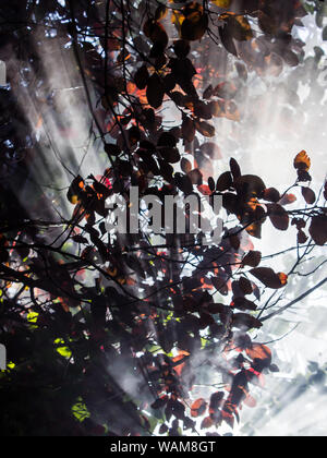 Feuilles pourpre prunier (Prunus cerasifera), de fumée et de lumière Banque D'Images