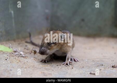 Le bébé rat,la petite souris sur sol gris sale, bébé les rongeurs qui n'ont pas ouvert les yeux Banque D'Images