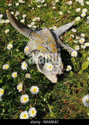 Broken Cow scull sur pré vert avec des fleurs Banque D'Images