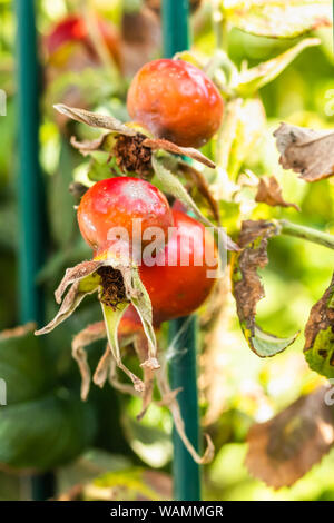 Chien-rose fruits rouges derrière la clôture en parc à l'été Banque D'Images