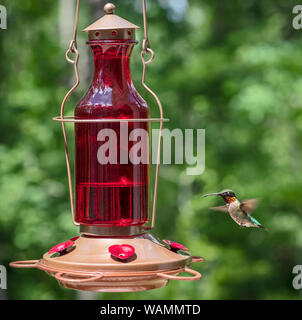 Colibri à gorge rubis mâle nectar potable par un chargeur Banque D'Images