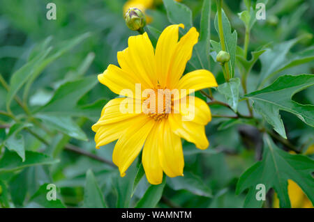 Tournesol mexicain ou mexicain, mauvaises herbes tournesol fleur Tithonia diversifolia Banque D'Images