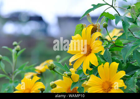Tournesol mexicain ou mexicain, mauvaises herbes tournesol fleur Tithonia diversifolia Banque D'Images