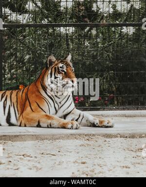 Belle photo d'un tigre du Bengale posé sur le sol dans un zoo Banque D'Images