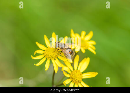 L'Apiculture comme nourriture de l'insecte sur les fleurs jaunes de massés Séneçon commun / Jacobaea vulgaris syn Senecio jacobaea des astéracées. Les mauvaises herbes problématiques. Banque D'Images