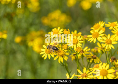 L'Apiculture comme nourriture de l'insecte sur les fleurs jaunes de massés Séneçon commun / Jacobaea vulgaris syn Senecio jacobaea des astéracées. Les mauvaises herbes problématiques. Banque D'Images