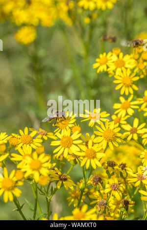 L'Apiculture comme nourriture de l'insecte sur les fleurs jaunes de massés Séneçon commun / Jacobaea vulgaris syn Senecio jacobaea des astéracées. Les mauvaises herbes problématiques. Banque D'Images