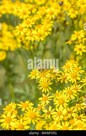 L'Apiculture comme nourriture de l'insecte sur les fleurs jaunes de massés Séneçon commun / Jacobaea vulgaris syn Senecio jacobaea des astéracées. Les mauvaises herbes problématiques. Banque D'Images